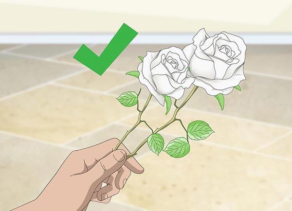 آموزش رنگ کردن گل رز طبیعی به صورت تک رنگ و چند رنگ