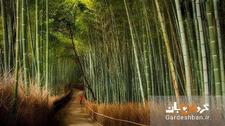 زیبایی باورنکردنی جنگل بامبو در ژاپن، تصاویر