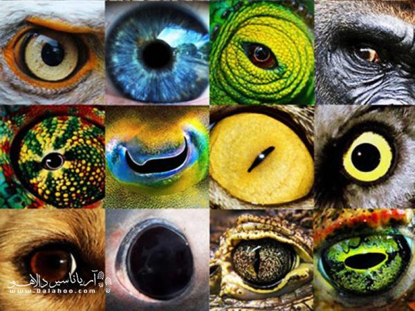 رابطه میان شکل چشم حیوانات با رفتار آنها