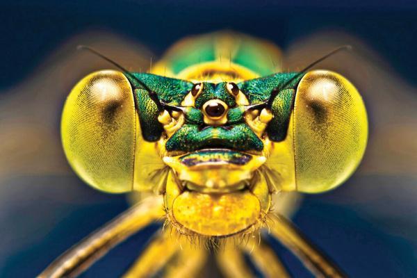 به حشرات نزدیک شو ؛ عکس های خارق العاده عکاس تبریزی از نزدیک ترین فاصله با حشرات